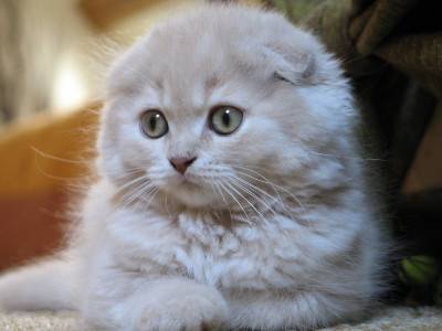 Scottish Fold kedisi  Ve Özellikleri 