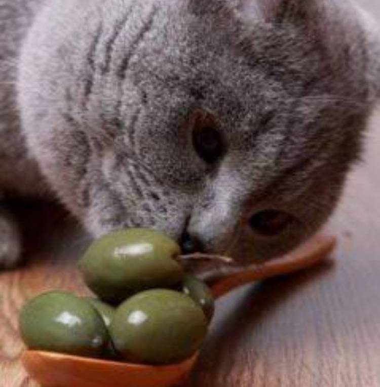 Kediler zeytin yer mi ?