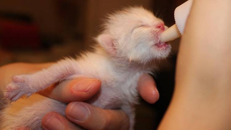 Yeni Doğmuş Yavru Kedi Bakımı Bilinmesi Gerekenler 