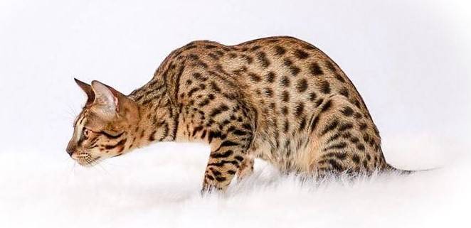 Savannah Kedisi ve Özellikleri  ( Türkiye’de Serval kedisi )