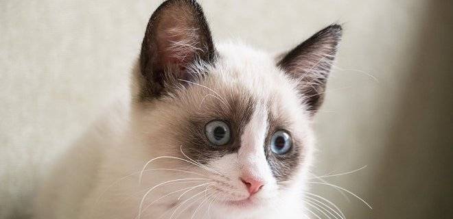 Karayak kedisi  (Snowshoe cat)  kedisi ve Özellikleri
