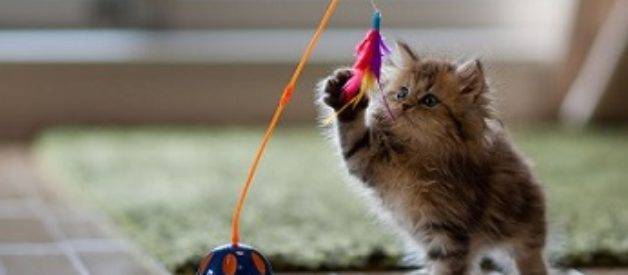 En Uygun Ve Ucuz kedi oyuncakları hangileridir?