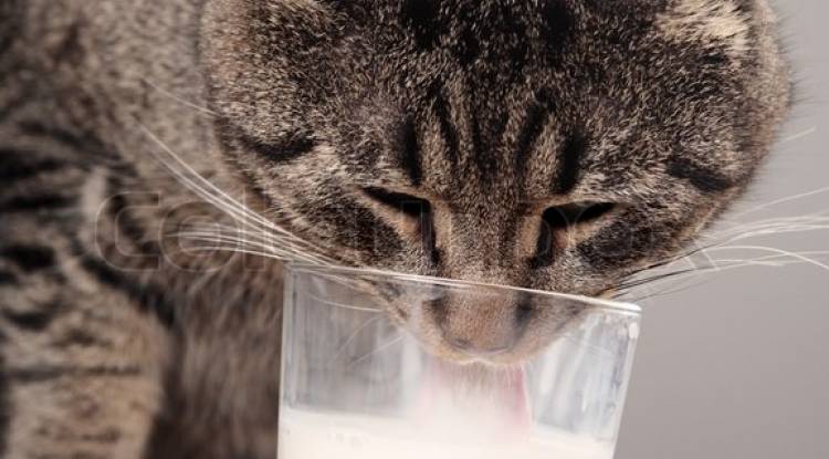 Süt İçmek Kediler İçin Gerçekten Faydalı mı?