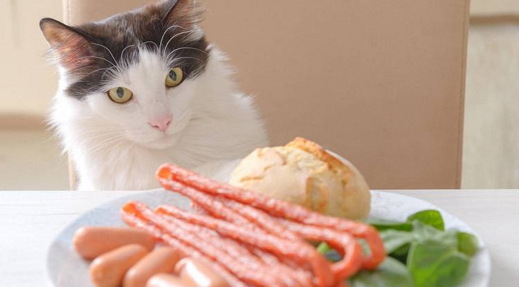 Kediler İçin Tehlikeli Yiyecekler