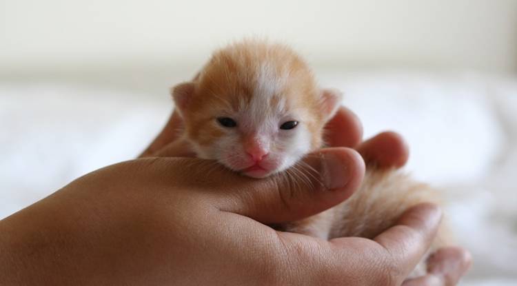Yeni Doğmuş Yavru Kedi Bakımı Bilinmesi Gerekenler 