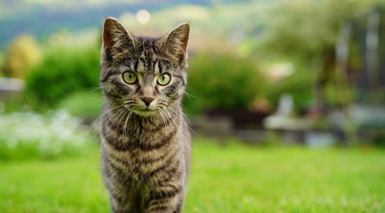 Kedilerde Astım Belirtileri ve Tedavileri