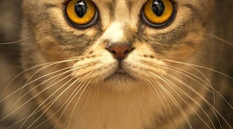 Kedilerin Göz Yapısı