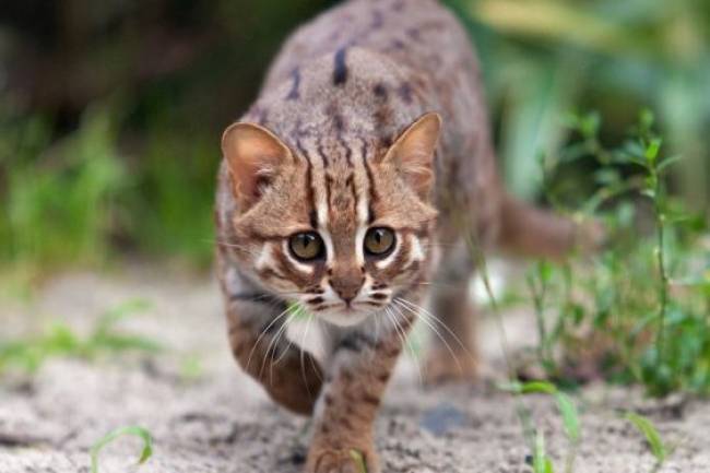 ONCİLLA Vahşi kedi cinsi ve özellikleri 