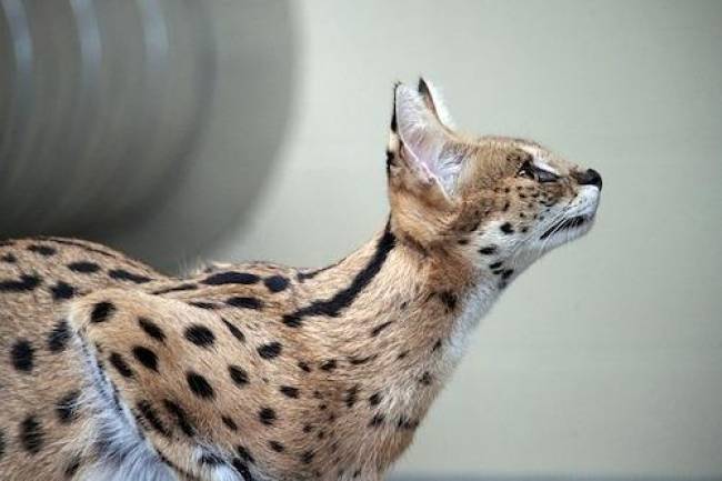 Savannah Kedisi ve Özellikleri  ( Türkiye’de Serval kedisi )