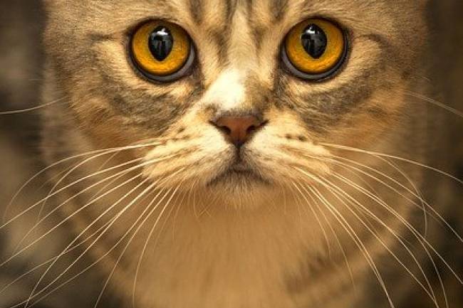 Kedilerin Göz Yapısı