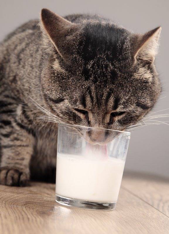 Süt İçmek Kediler İçin Gerçekten Faydalı mı?