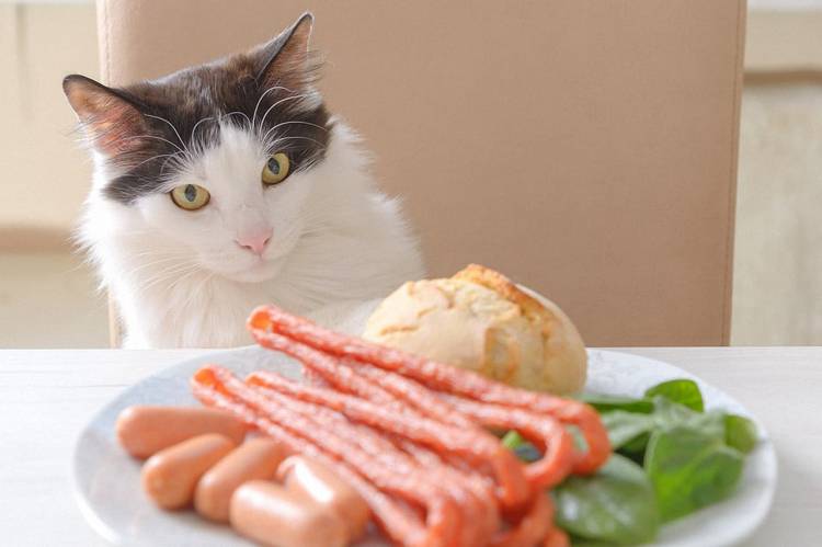 Kediler İçin Tehlikeli Yiyecekler