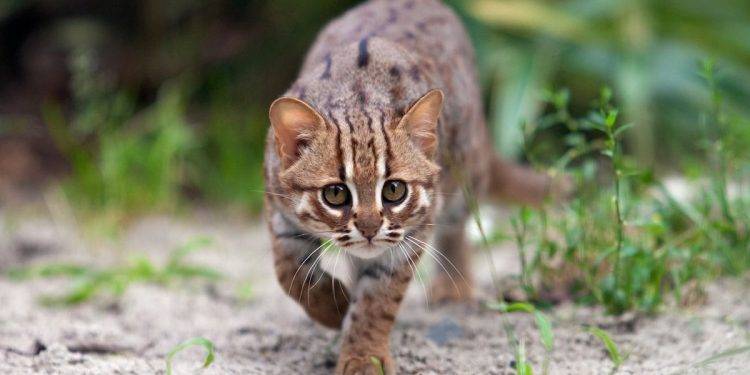 ONCİLLA Vahşi kedi cinsi ve özellikleri 