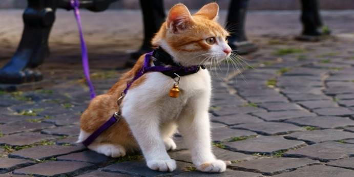Evcil  Kedileri Yürüyüşe Çıkabilir Mi?