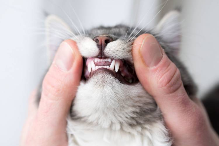 Kedilerde Diş Bakımı ve Diş Fırçalama 