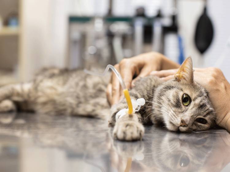 Kedilerde İdrar Yolu Hastalıkları