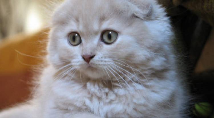 Scottish Fold kedisi  Ve Özellikleri 