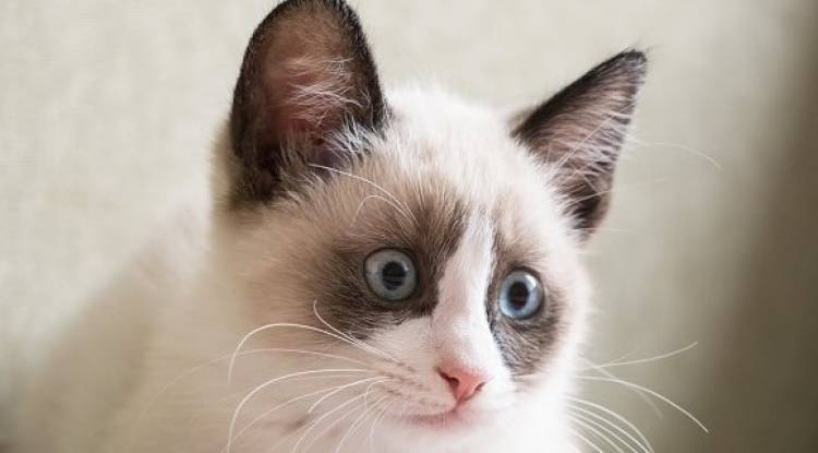 Karayak kedisi  (Snowshoe cat)  kedisi ve Özellikleri