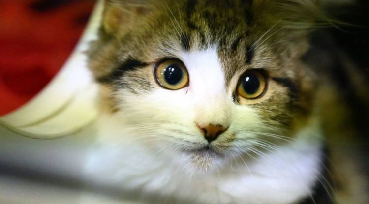 Kedi Kulak Temizliği Nasıl Yapılmalıdır, Dikkat Edilmesi Gerekenler 