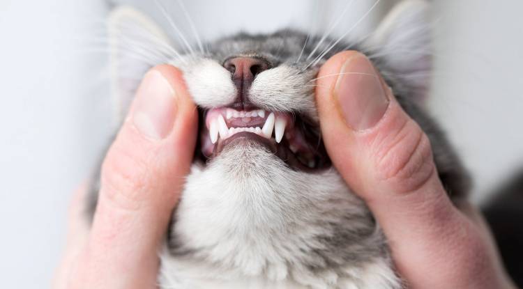 Kedilerde Diş Bakımı ve Diş Fırçalama 