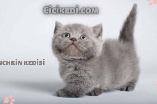 Büyümeyen Kedi Cinsi  Munchkin kedisi 