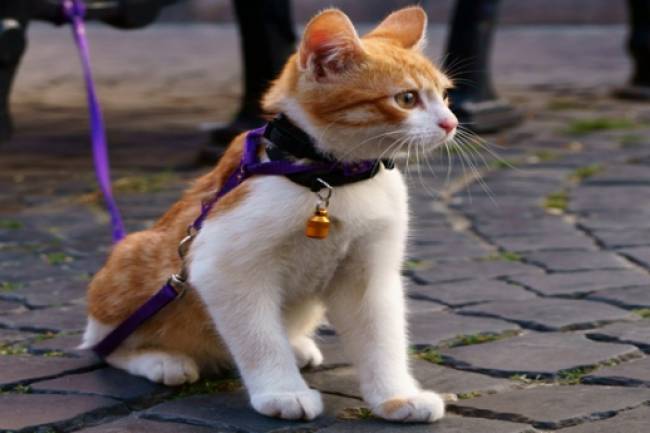Evcil  Kedileri Yürüyüşe Çıkabilir Mi?